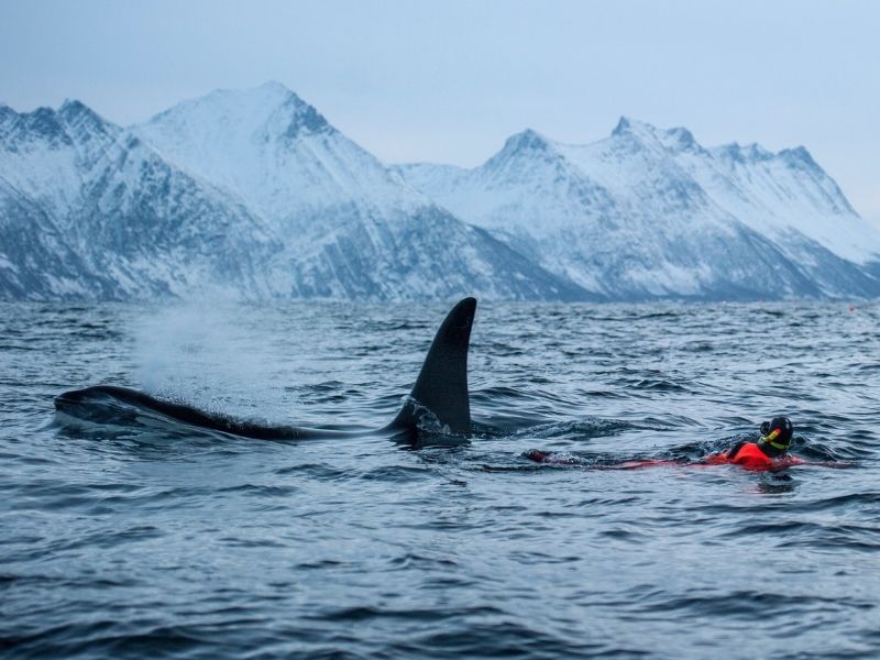 Subacquei che fanno snorkeling vicino a orche con lo sfondo maestoso delle montagne innevate dei fiordi norvegesi.