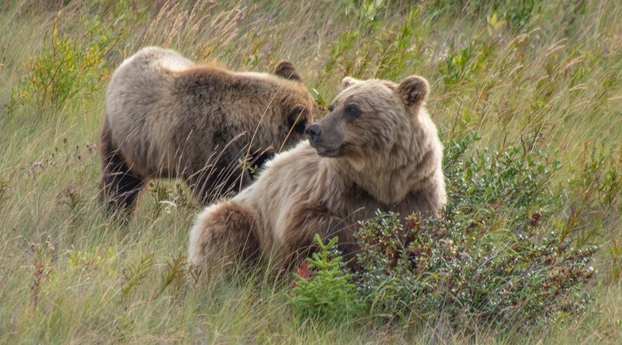 Orso Grizzly