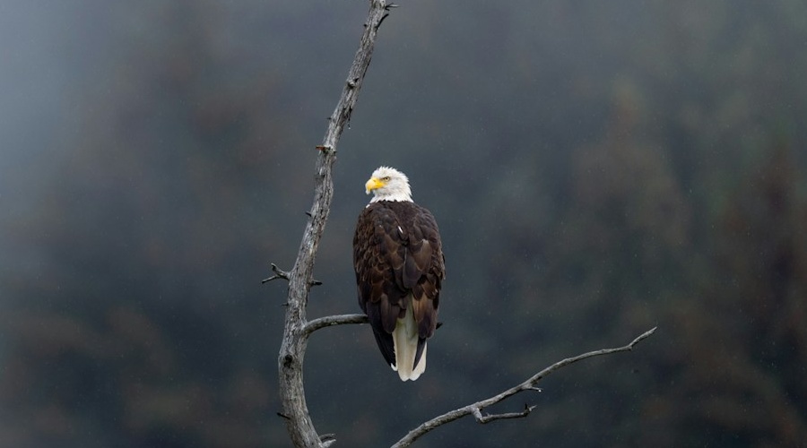 Alaska un mondo di meraviglie e avventure Aquila Calva