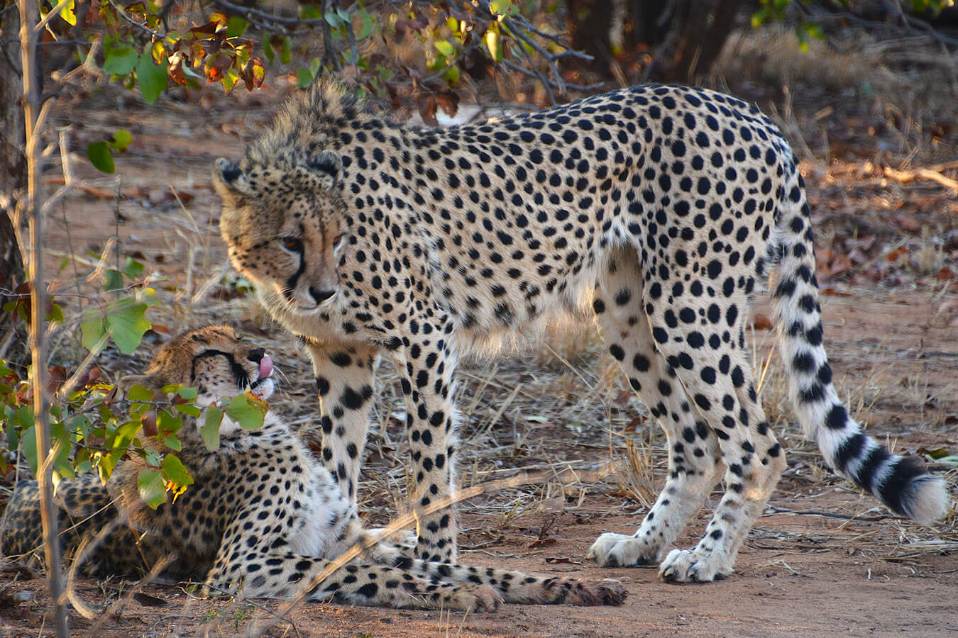 explora-expedition-sud-africa-gold-1