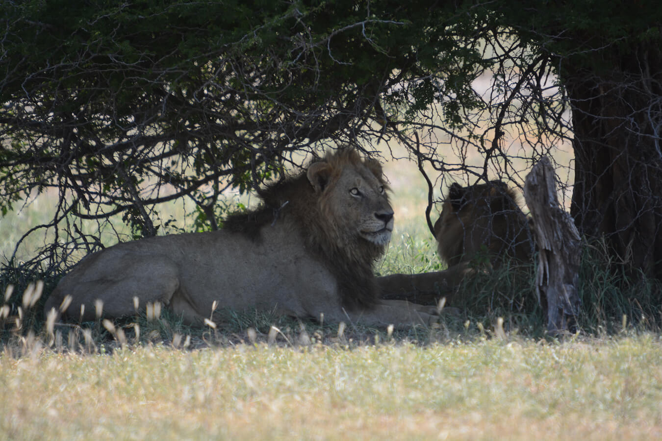 explora-expedition-sud-africa-gold-2