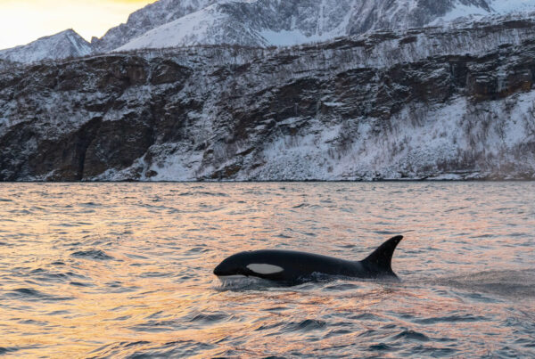 LE ORCHE IN NORVEGIA