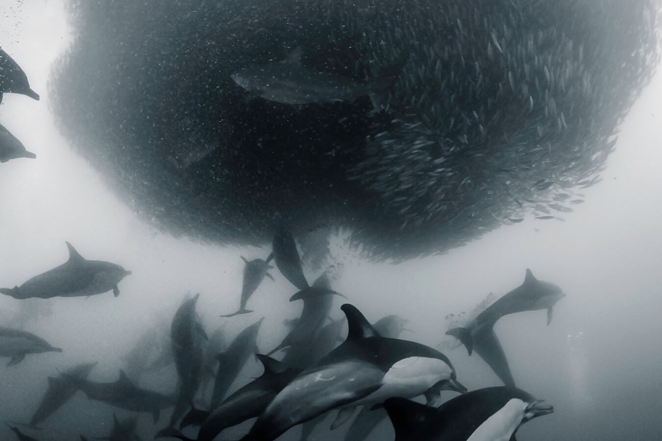 explora-expedition-sardine-run (3)