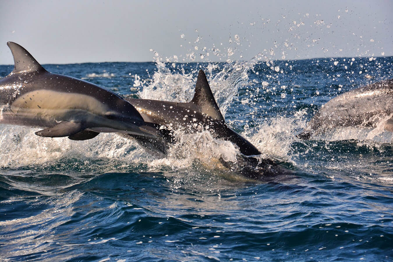 explora-expedition-shark-dive (1)