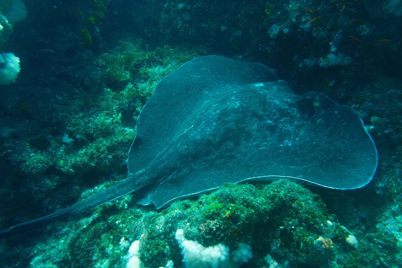 explora-expedition-shark-dive (2)