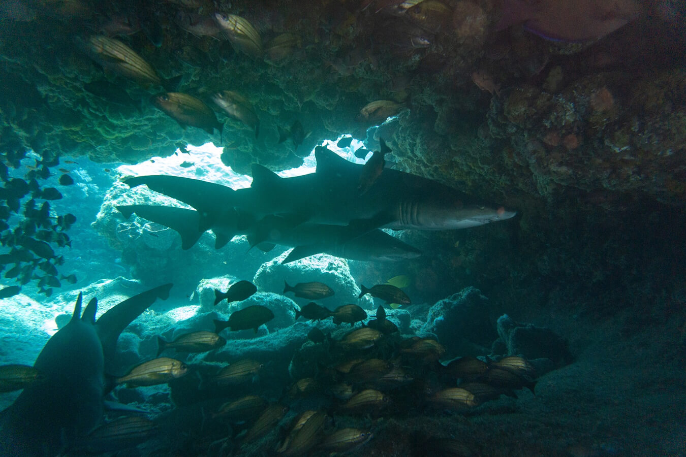 explora-expedition-shark-dive (3)