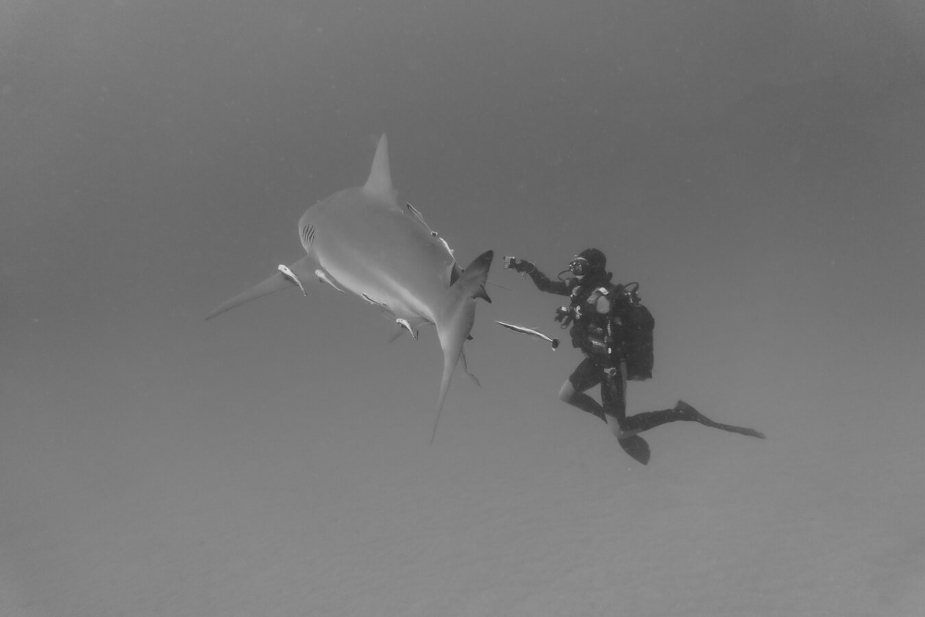 explora-expedition-shark-dive (5)