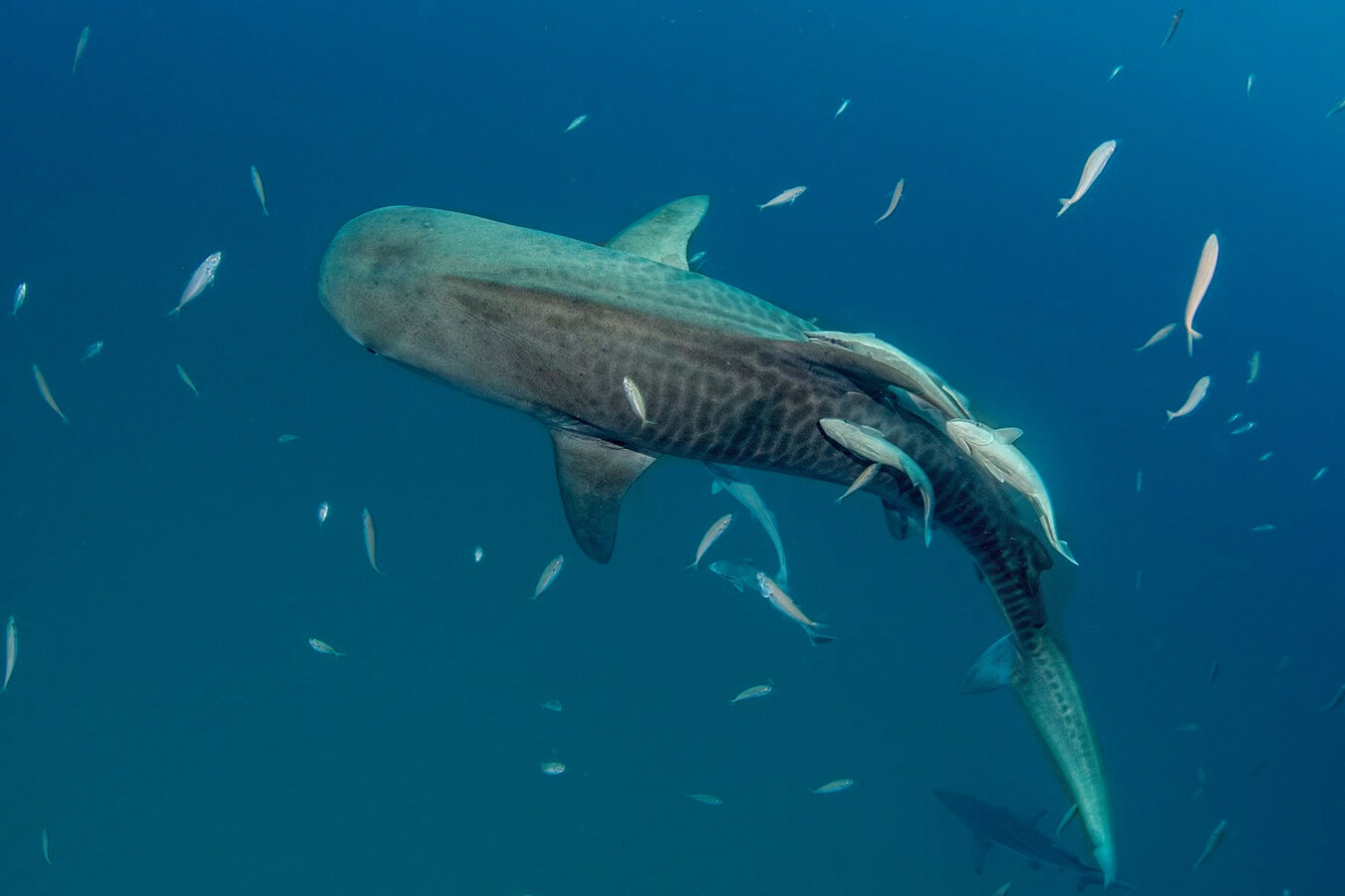 explora-expedition-shark-dive