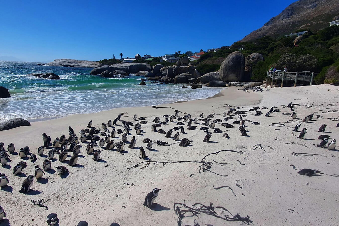 explora-expedition-sudafrica-bronze-1 (1)