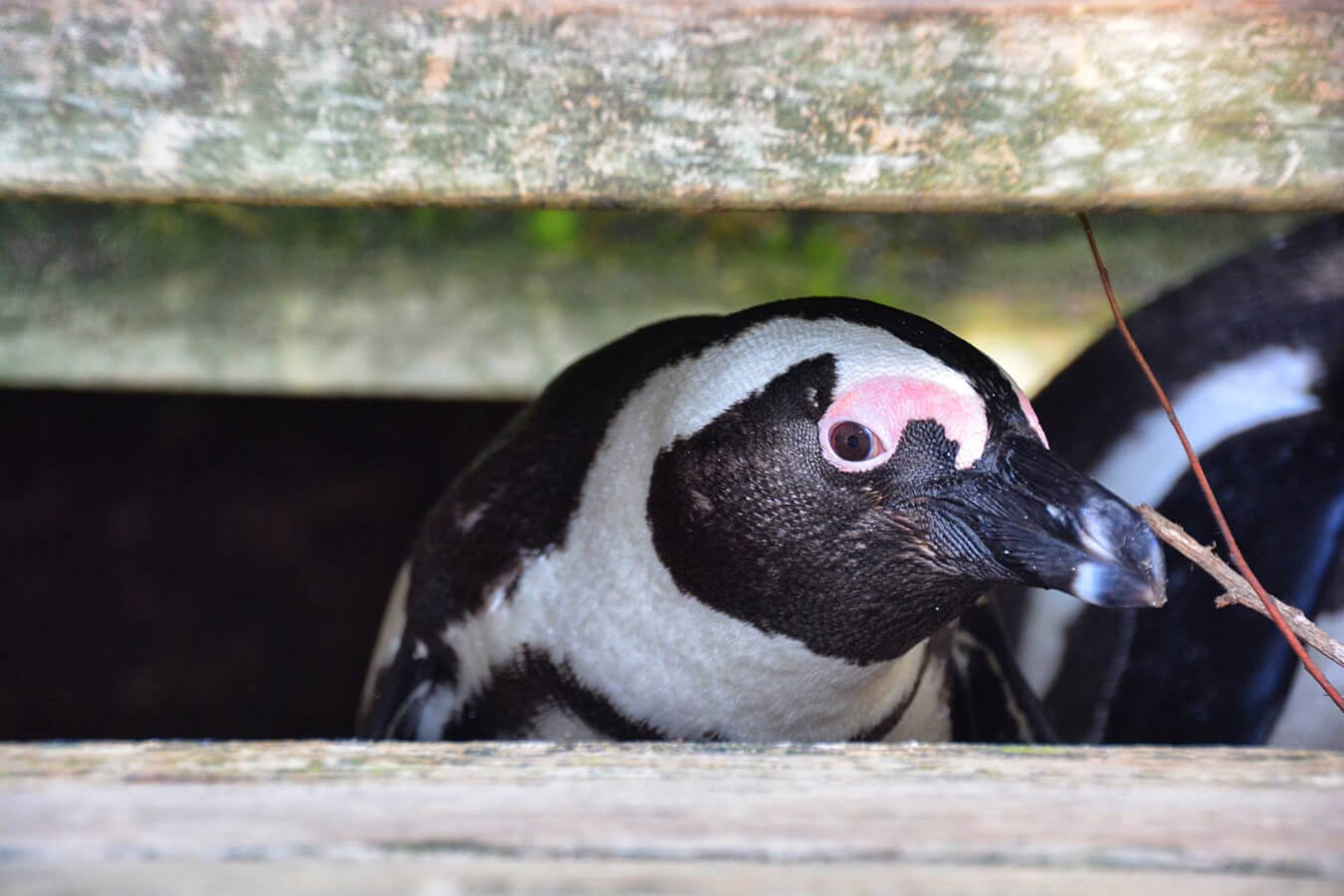 explora-expedition-sudafrica-silver (2)