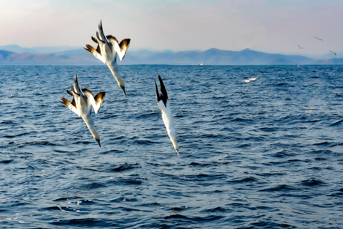 explora-expedition-sardine-run-viaggio-2