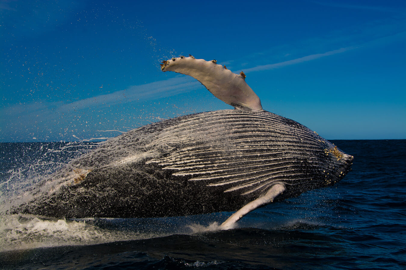 explora-expedition-sardine-run-viaggio