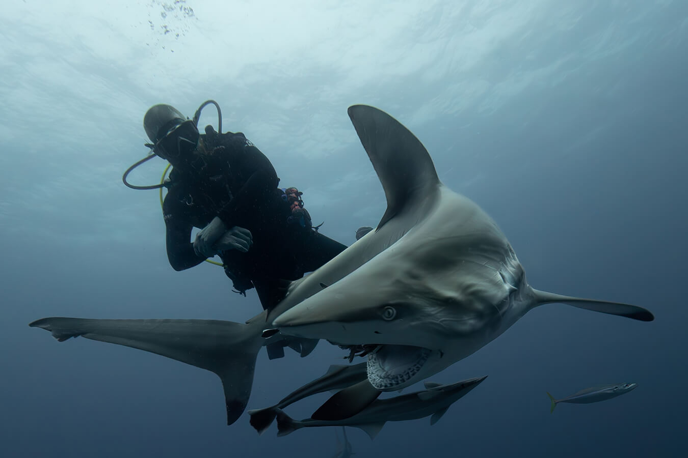 explora-expedition-shark-dive-ultima