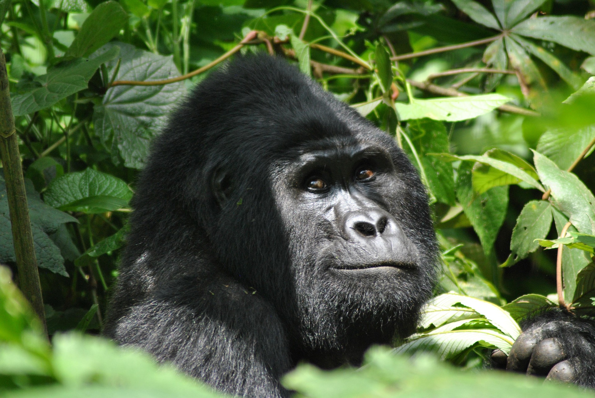 gorilla-5108064_1920