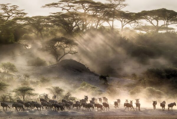 TANZANIA IL CICLO DELLA VITA
