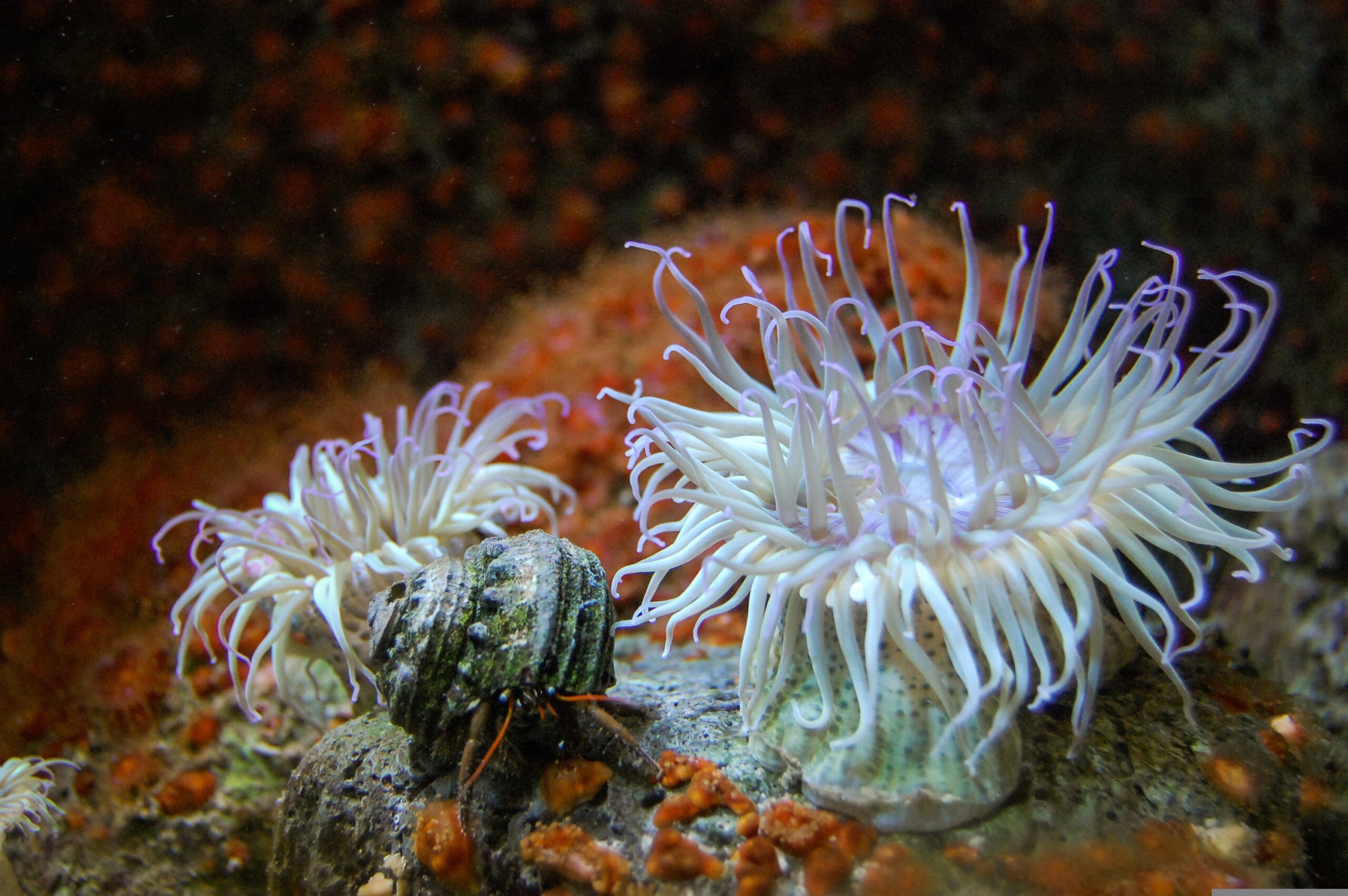 jarmoluk-aquarium-427939